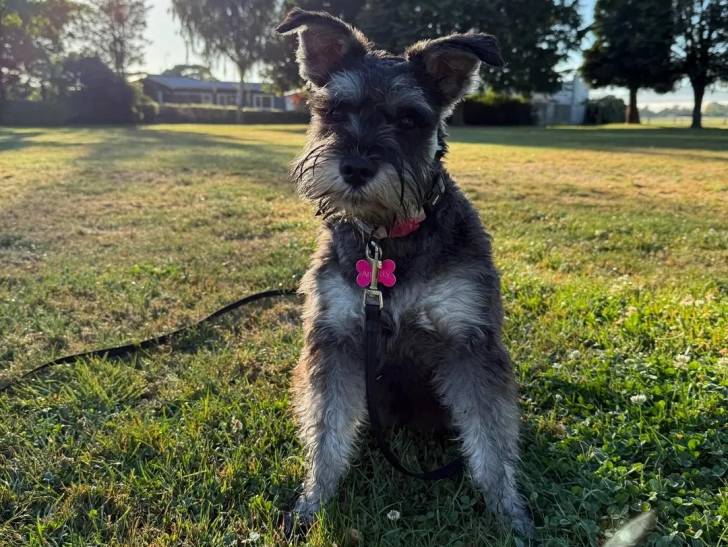 Un Miniature French Schnauzer assis sur un terrain herbeux et qui est tenu en laisse 