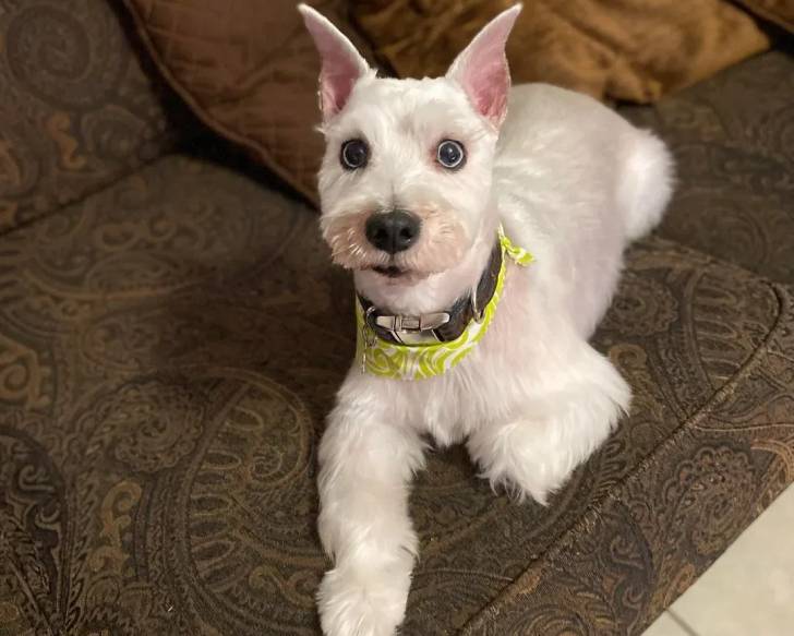 Un Miniature French Schnauzer allongé sur un canapé et portant un collier autour du cou