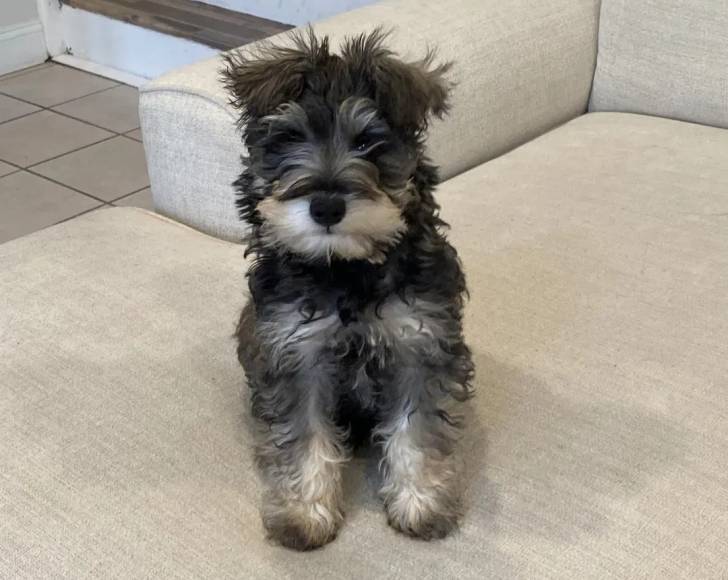 Un Miniature French Schnauzer assis sur un canapé 