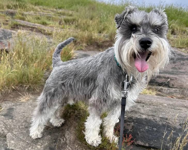 Un Miniature French Schnauzer ayant la langue pendante et qui est tenu en laisse 