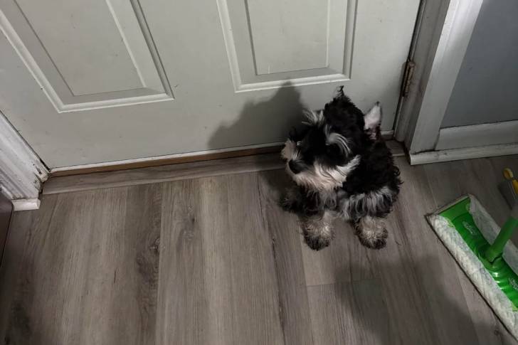 Un Miniature French Schnauzer assis sur un plancher 