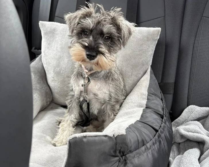 Un Miniature French Schnauzer assis dans un panier et qui est tenu en laisse 