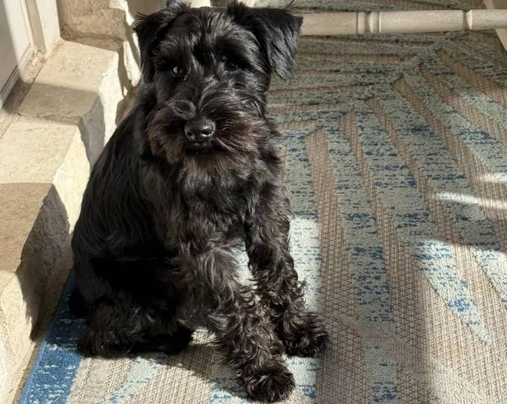 Un Miniature French Schnauzer assis sur un tapis et regardant vers la caméra