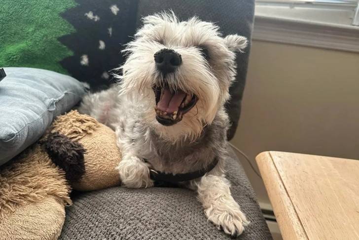 Un Miniature French Schnauzer ayant la gueule ouverte et portant un harnais 