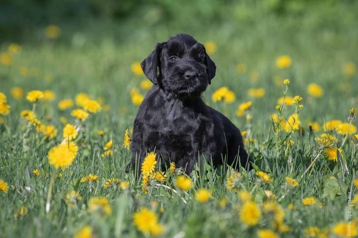 Un Miniature French Schnauzer sur un terrain herbeux