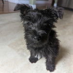Un Cairland Terrier assis sur une surface bétonnée et regardant vers la caméra 