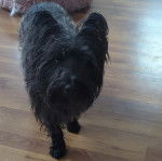 Un Cairland Terrier sur un plancher et regardant vers la caméra 