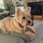 Un Cairland Terrier allongé sur un canapé et portant un collier autour du cou