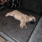 Un chiot Cairland Terrier allongé sur un canapé et semblant dormir