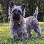 Un Cairland Terrier sur un terrain herbeux et portant un collier autour du cou