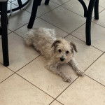 Un Cairland Terrier allongé sur un sol carrelé et regardant vers la caméra 