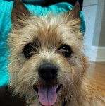 Un Cairland Terrier tirant la langue et regardant vers la caméra 