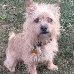 Un Cairland Terrier assis sur un terrain herbeux et portant un collier autour du cou 