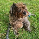 Un Cairland Terrier allongé sur un terrain herbeux et qui est tenu en laisse 