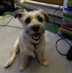 Un Cairland Terrier assis sur un tapis et portant un collier autour du cou 