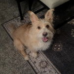 Un Cairland Terrier assis sur un tapis et ayant la gueule ouverte 