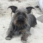 Un Cairland Terrier allongé sur une surface sableuse et regardant vers la caméra 