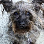 Un Cairland Terrier sur une surface sableuse et qui est tenu en laisse 