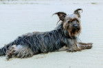 Un Cairland Terrier allongé sur une surface sableuse et regardant vers la caméra