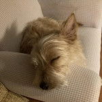 Un Cairland Terrier allongé dans un fauteuil et semblant dormir 