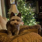 Un Cairland Terrier sur un canapé et regardant vers la caméra 