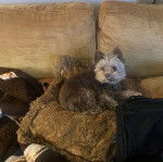 Un Cairland Terrier allongé sur un canapé et portant un collier autour du cou