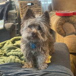 Un Cairland Terrier sur un canapé et portant un collier autour du cou