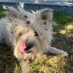 Un Cairland Terrier allongé sur un terrain herbeux et léchant son museau
