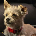 Un Cairland Terrier allongé et portant un collier autour du cou