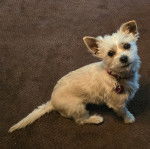 Un Cairland Terrier assis et portant un collier autour du cou