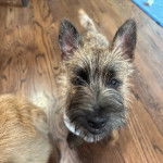 Un Cairland Terrier sur un plancher et regardant vers la caméra 