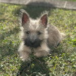 Un Cairland Terrier allongé sur un terrain herbeux et portant un collier autour du cou