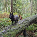 Un Cairland Terrier sur un tronc d'arbre et portant un habit pour chien
