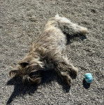 Un Cairland Terrier allongé sur des gravillons et semblant dormir