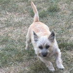 Un Cairland Terrier courant sur un terrain herbeux 