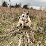 Un Cairland Terrier sur un terrain herbeux et qui est tenu en laisse