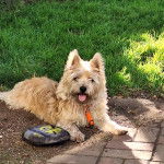 Un Cairland Terrier allongé sur un sol pavé et tirant la langue 