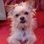 Un Cairland Terrier allongé sur un canapé et portant un collier autour du cou