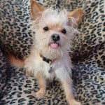 Un Cairland Terrier assis sur un fauteuil et portant un collier autour du cou