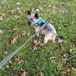 Un Cairland Terrier sur un terraibn herbeux et qui est tenu en laisse 