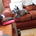 Un Cairland Terrier allongé sur un canapé et portant un collier autour du cou