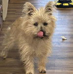 Un Cairland Terrier sur un plancher et léchant son museau