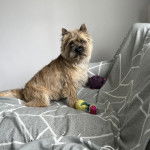 Un Cairland Terrier assis et regardant vers la caméra