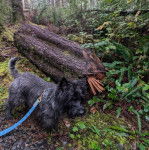 Un Cairland Terrier sur une surface rocailleuse et qui est tenu en laisse