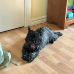 Un Cairland Terrier allongé sur un plancher et ayant la gueule grande ouverte 