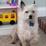 Un Cairland Terrier assis sur une moquette et portant un collier autour du cou