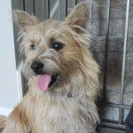 Un Cairland Terrier assis et tirant la langue