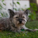 Un Cairland Terrier allongé sur un terrain herbeux et regardant la caméra 