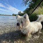 Un Cairland Terrier dans l'eau et qui est tenu en laisse 
