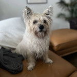 Un Cairland Terrier assis sur un canapé et semblant détendu 